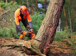 Trusted Veedersburg, IN Tree Care Experts