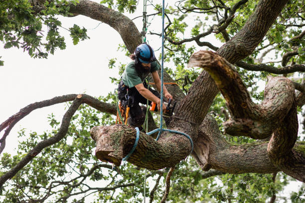 How Our Tree Care Process Works  in  Veedersburg, IN